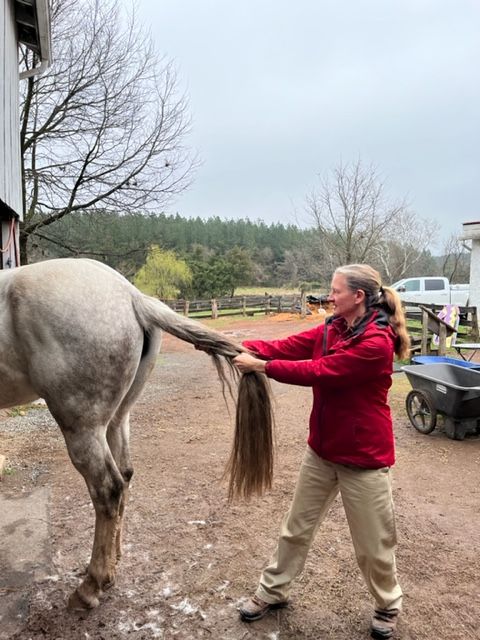 Dr. Sallie Hyman performs Tui-Na on horse Dr. Sallie Hyman performs Tui-Na on horse
