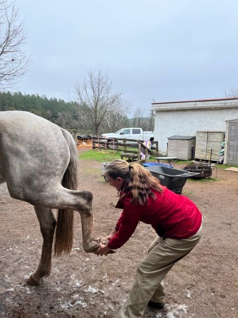 Dr. Sallie Hyman performs Tui-Na on horse Dr. Sallie Hyman performs Tui-Na on horse