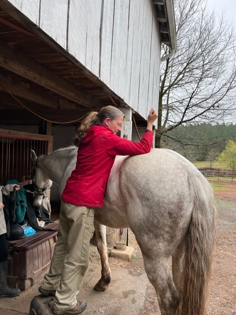 Dr. Sallie Hyman performs Tui-Na on horse Dr. Sallie Hyman performs Tui-Na on horse