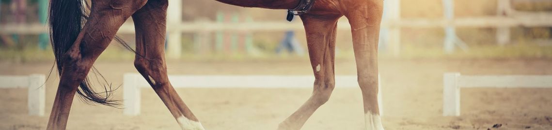 horse legs in arena