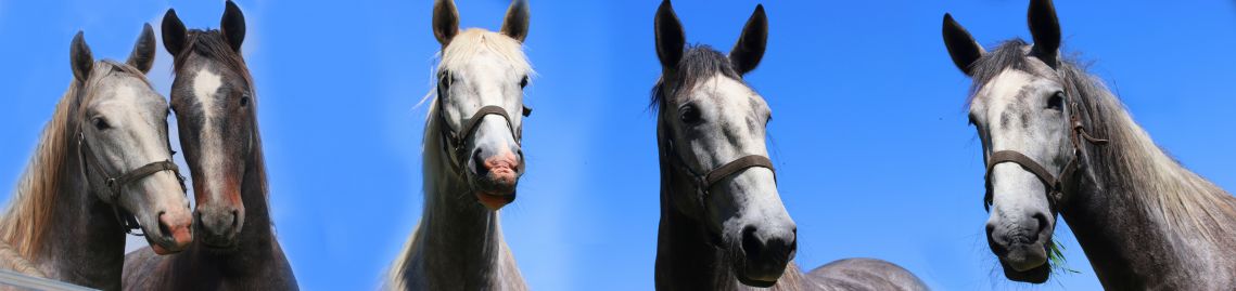 team of five horses