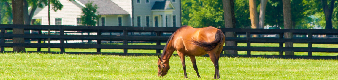 horse grazing in field with house