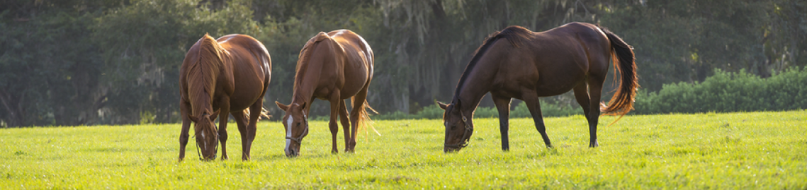 three horses in green pasture