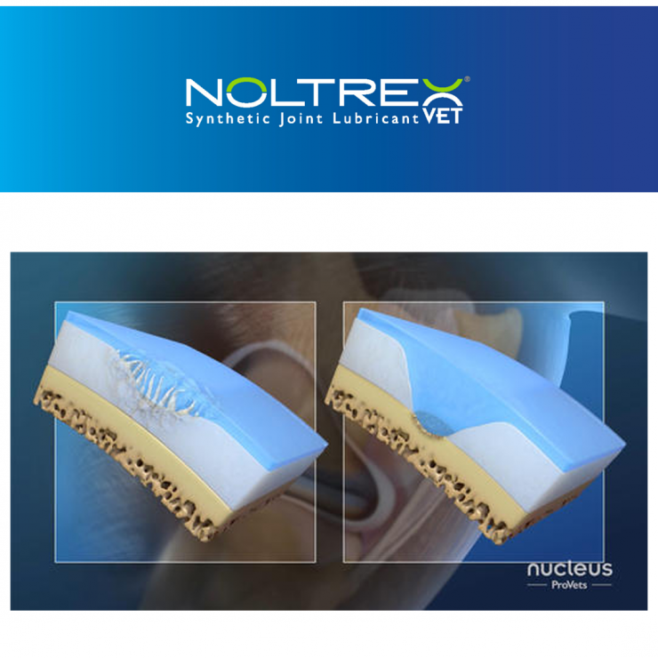 Beyond Steroids: Noltrex®Vet