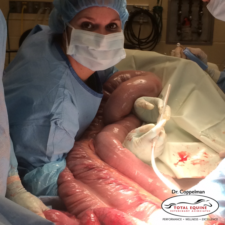 Dr. Elizabeth Coppelman