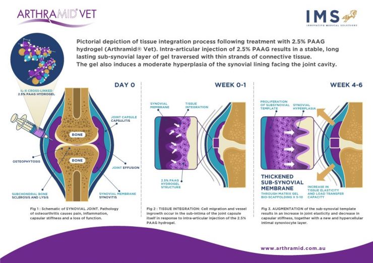 Beyond Steroids: Arthramid® Vet